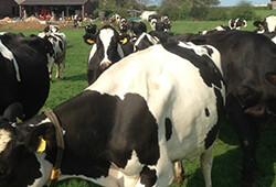 Boerderijcamping Schrouff - Vijlen